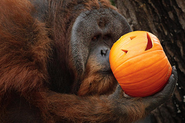 orangutan-and-pumpkin.jpg
