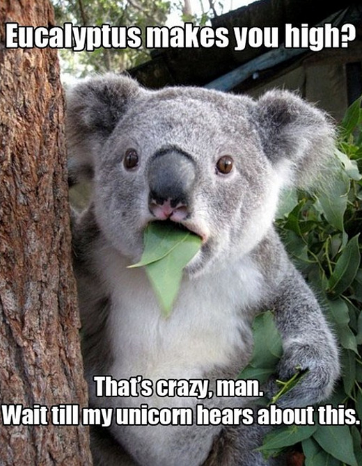 high-koala.jpg