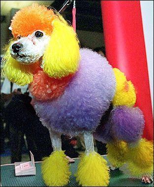 caniche.jpg