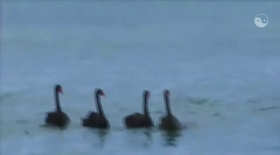 surfs-up