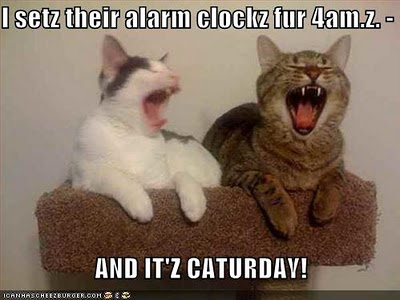 caturday_alarm.jpg