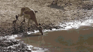 close-call-at-the-waterhole