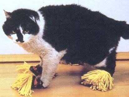 kitty_duster.jpg