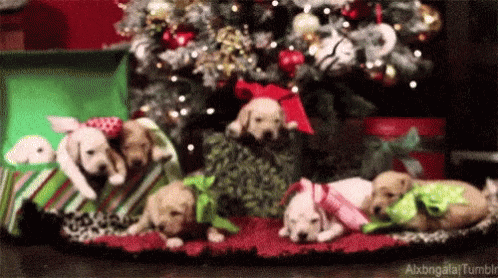 puppy-gift.gif