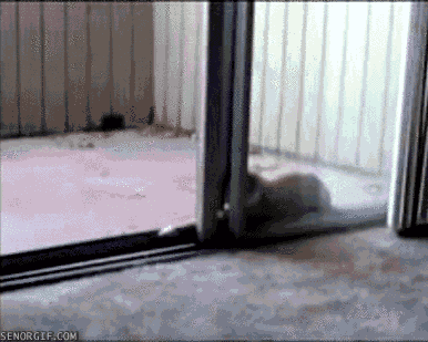 cat-opens-screen-door