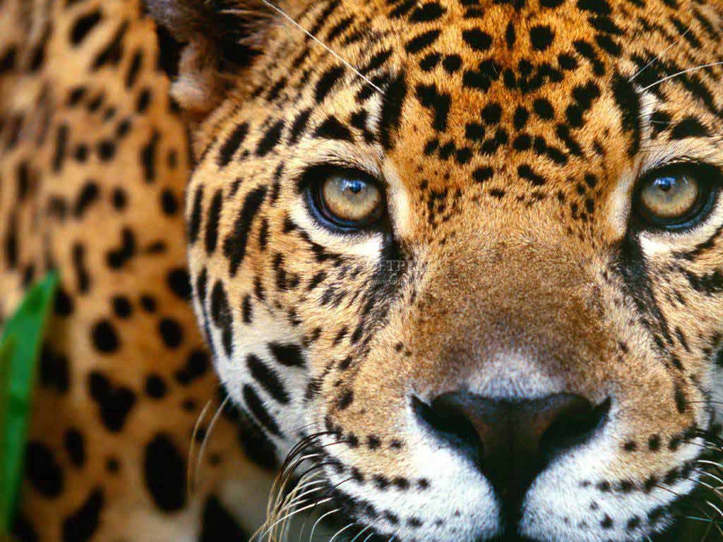 Screensaver-Animals-Collection-1_1.jpg