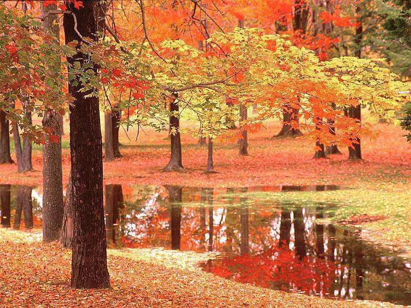 FallTrees.jpg