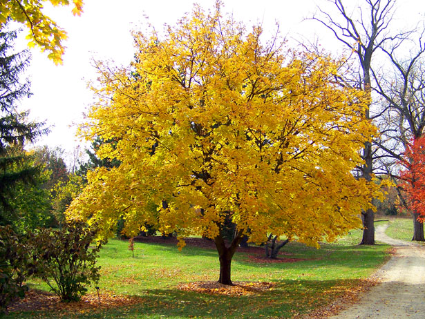 yellow-maple-tree-1302310333sHJ.jpg