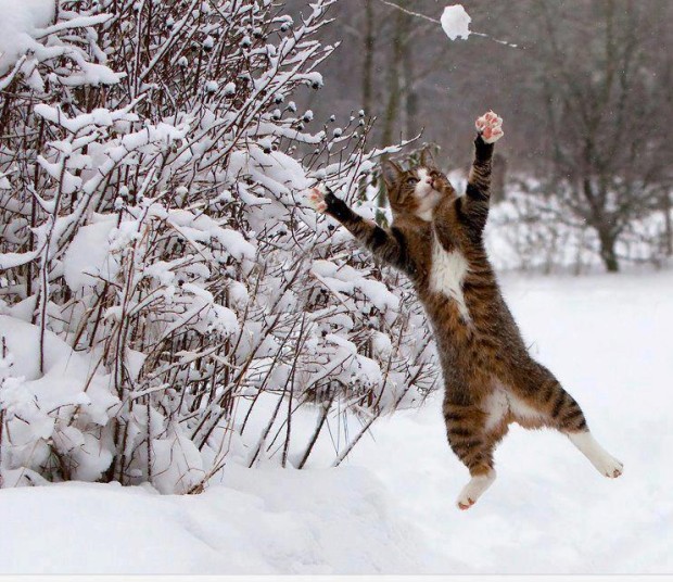 Cat-playing-in-snow-620x536.jpg