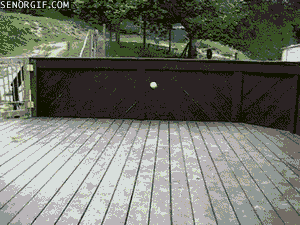 ani_dog-tennis-ball-party.gif