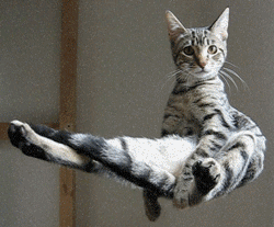 floatingcat.gif