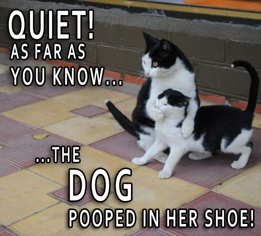 DOG-POOPED.jpg