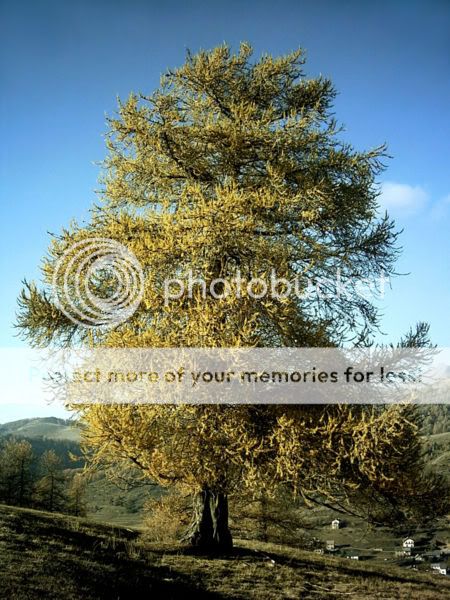 Larch.jpg