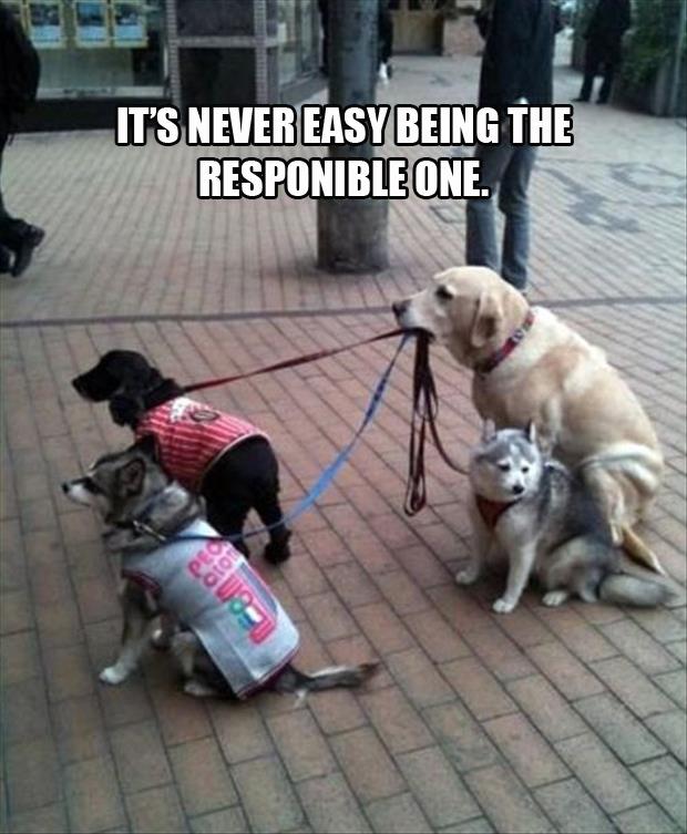 Funny-Animals-with-Captions-26.jpg