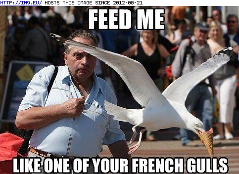 funny-animal-captions-animal-capshunz-this-bird-knows-his-memes.jpg