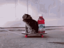 cat-skateboard-skateboard.gif