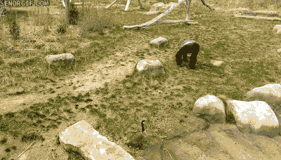 gorilla-vs-goose