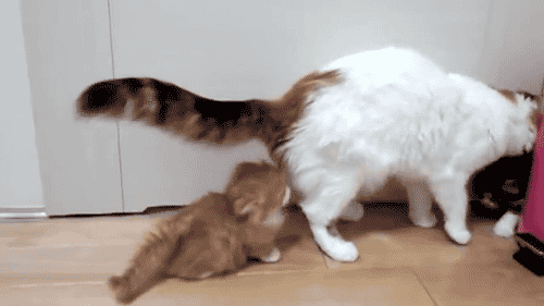 where-did-you-come-from.gif