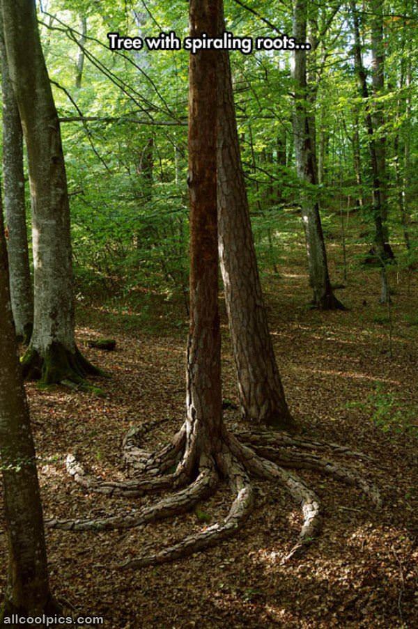 Cool_Tree343.jpg