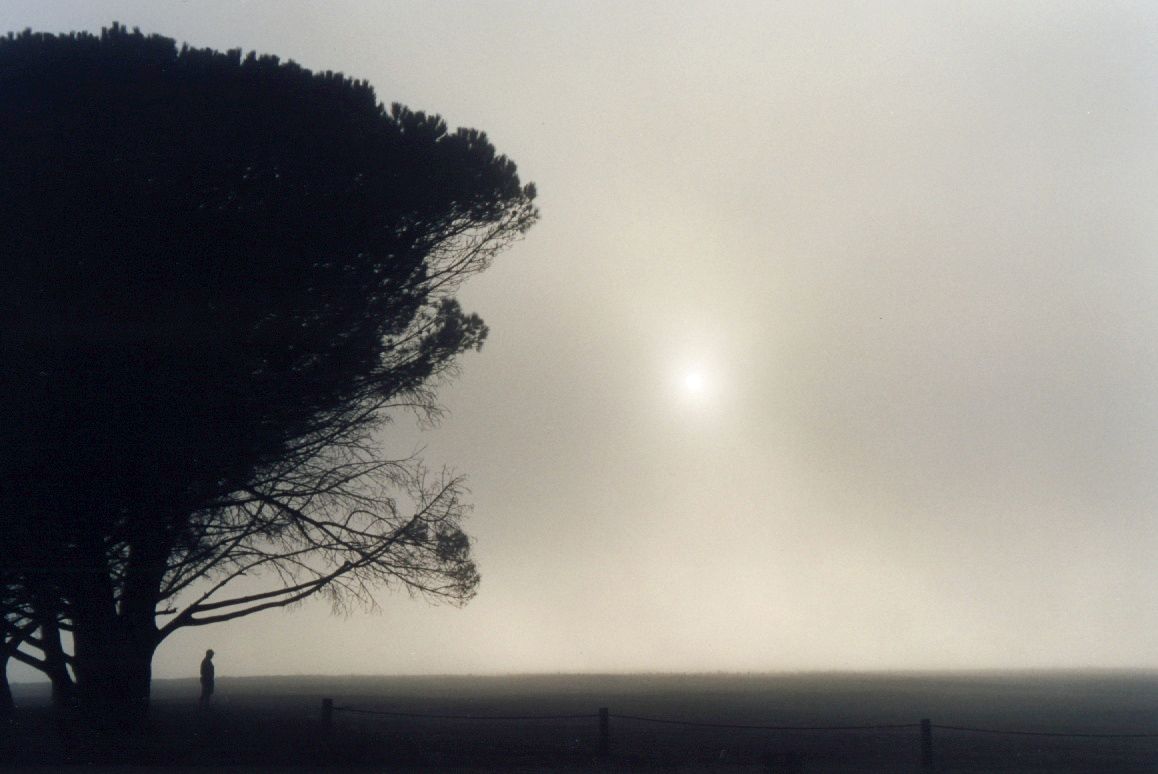08_fog_sun_tree.jpg