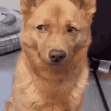 side-eye-side-eye-dog.gif