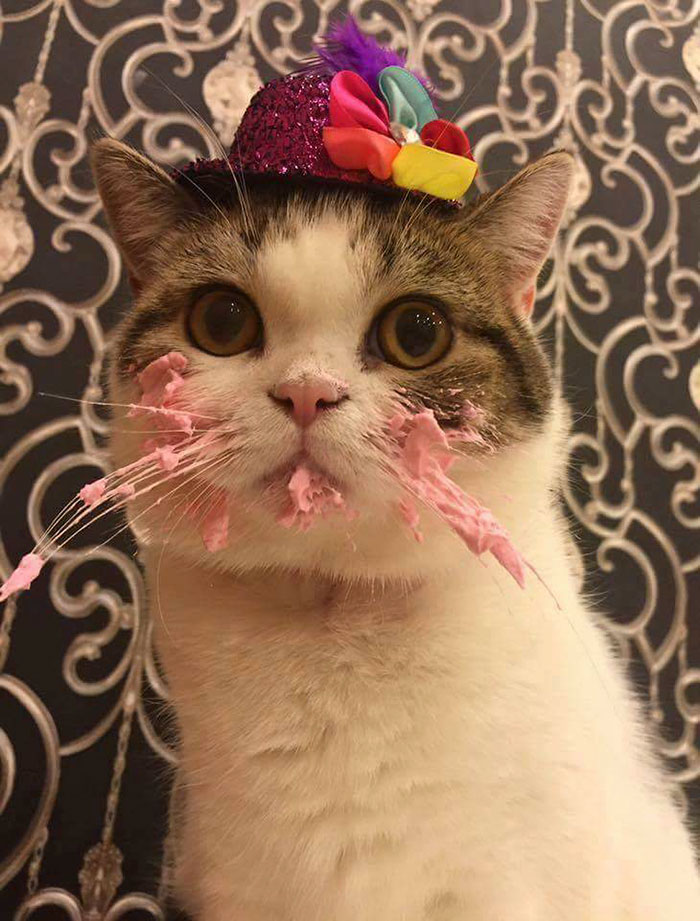 cat-eats-cake-5.jpg