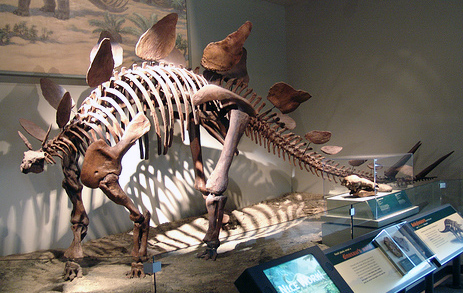Stegosaurus_at_the_Field_Museum.jpg