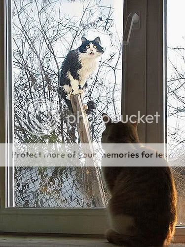 cats-18.jpg