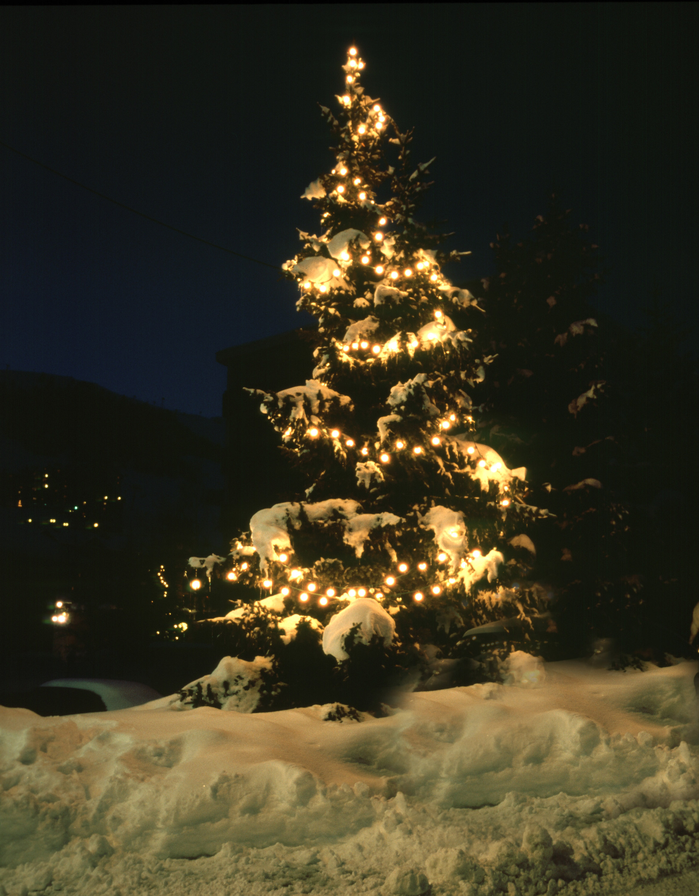 snow_covered_tree.jpg