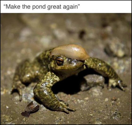 frog-trump.jpg