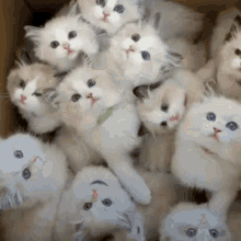 cute-cats.gif