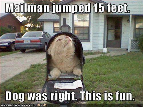 best-cat-memes-22.jpg