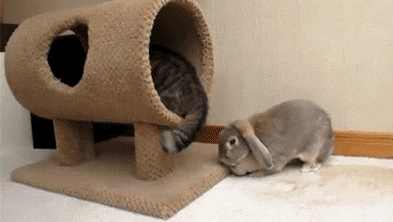 Cuy1.gif