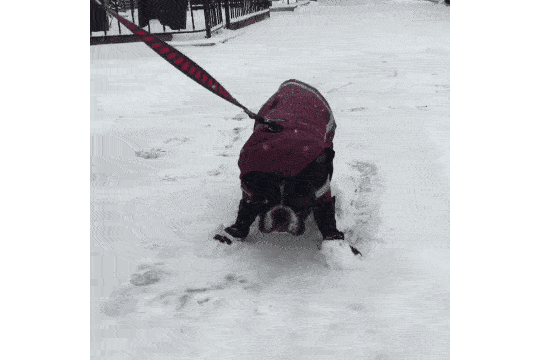 4yIkv2pn3pJ9.gif