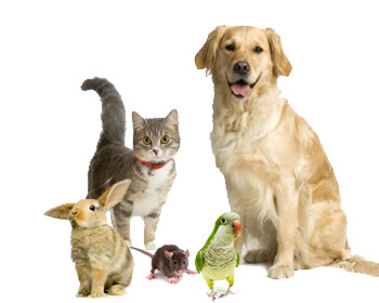 dog-cat-bird-rabbit.jpg