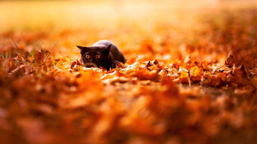 animals-in-autumn-210__880.jpg