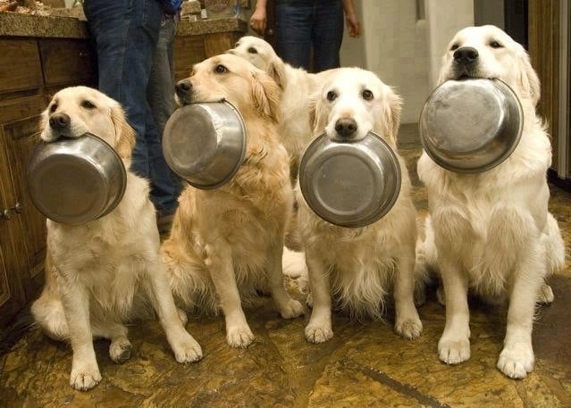 goldens-holding-food-bowls.jpg