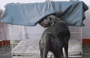 VVv8GDD.gif