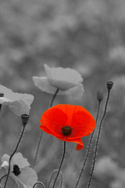 red-poppy-on-black-and-white.jpg