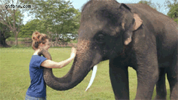 1333652502_elephant_waves_goodbye.gif