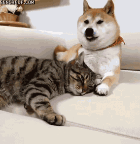 cuddle-buds