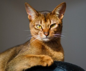 abyssinian_s2.jpg