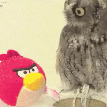 angry-bird-huh-i-dont-get-it
