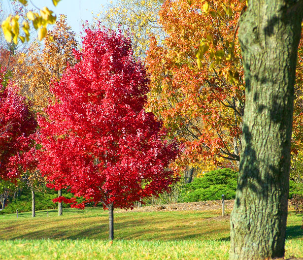 autumn-trees-13053203313qK.jpg