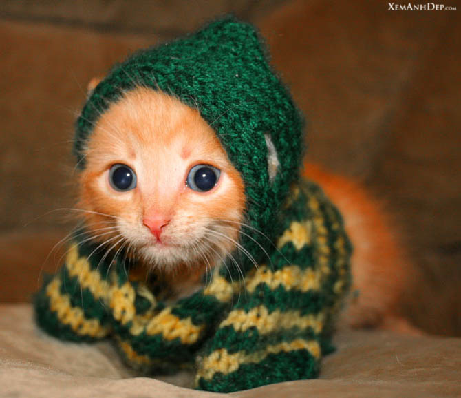 kitty4.jpg