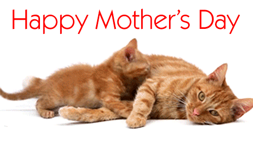 1752329872funny-cat-happy-mothers-day-gif.gif