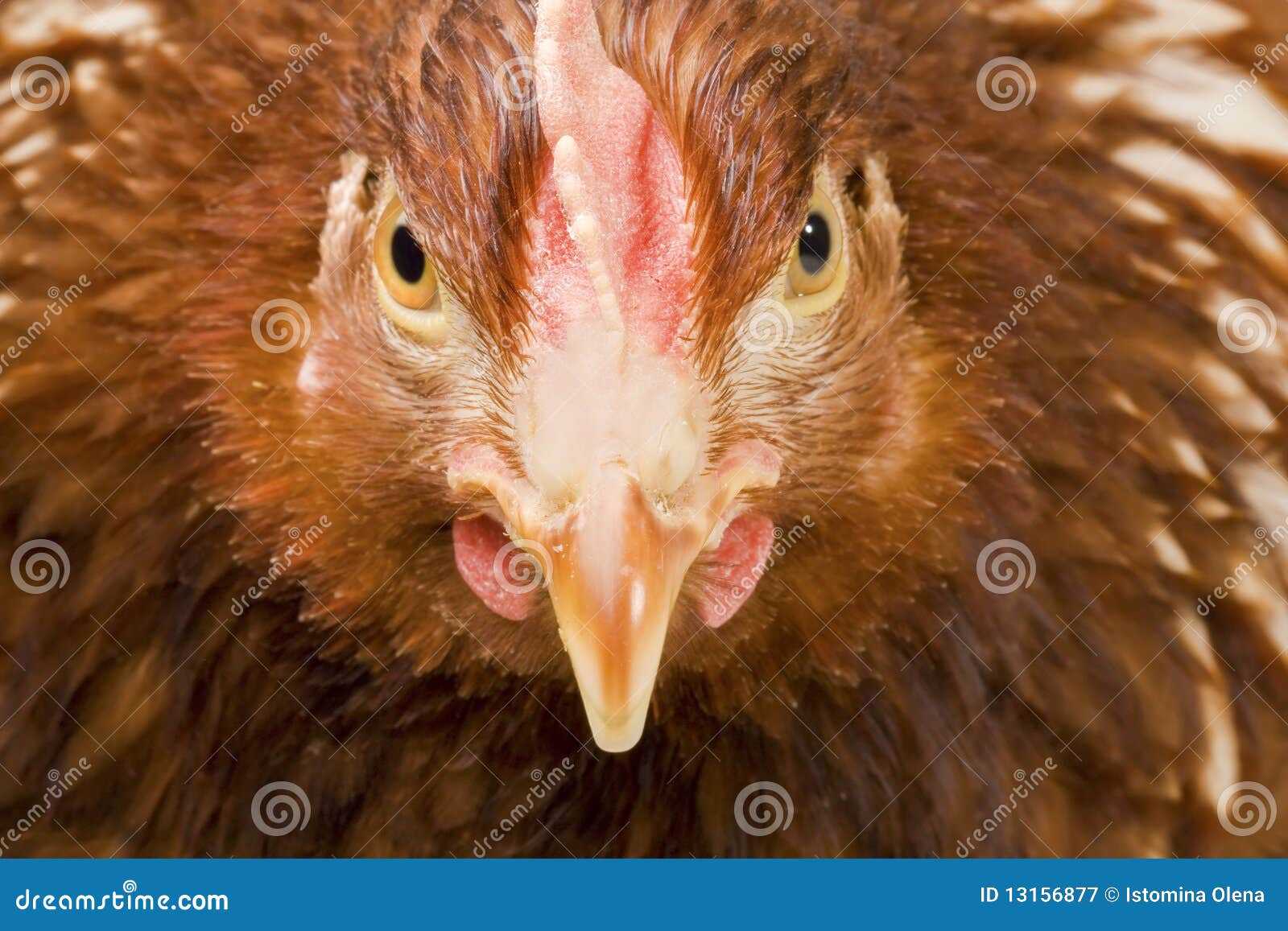 portrait-fierce-chicken-13156877.jpg