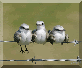 ca99c17cc4e79171495af830560670a0.gif