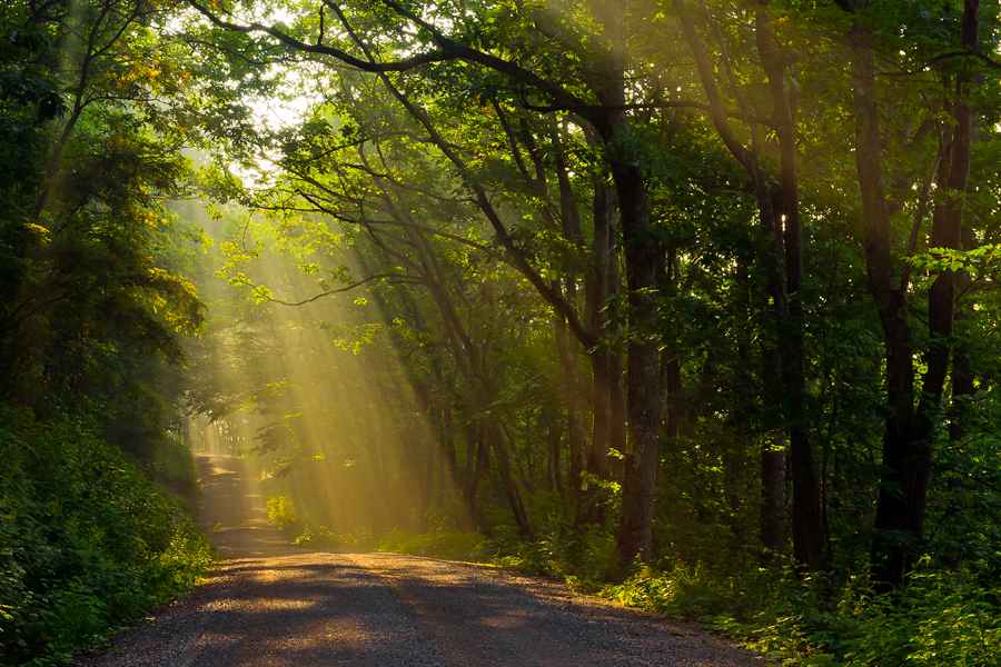 sunlight-through-trees.jpg
