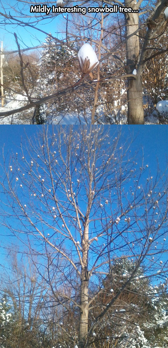 funny-snow-ball-tree-winter1.jpg